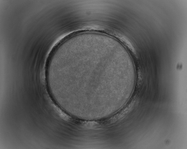 X0000102030784200808081811