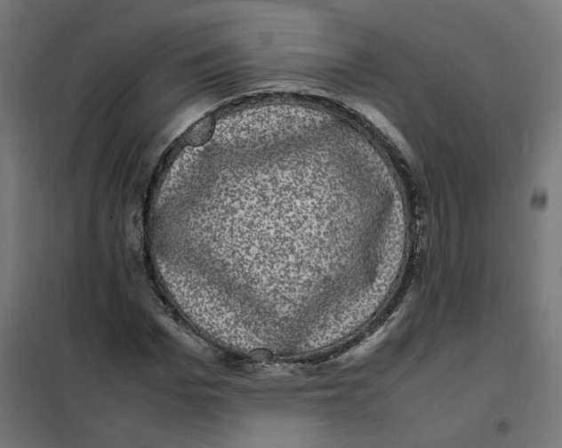 X0000102030969200808081808