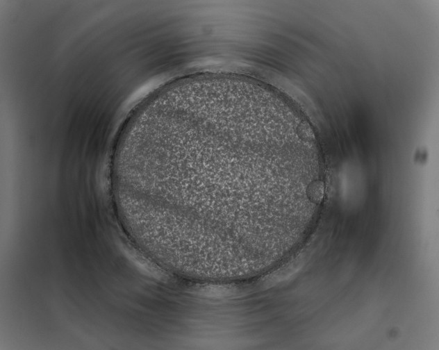 X0000102031074200808081806