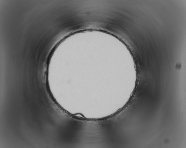 X0000102031126200808081806