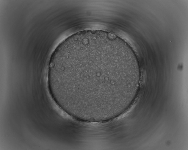 X0000102031130200808081806