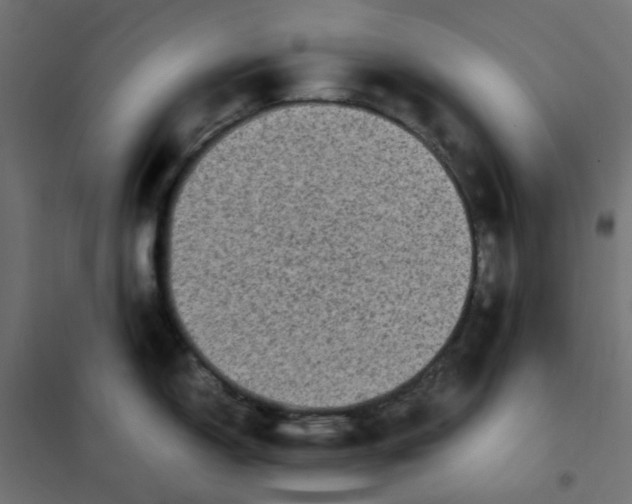 X0000102031150200808081806