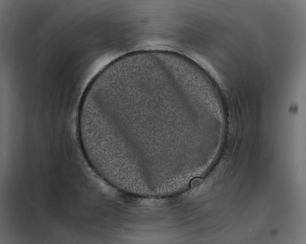 X0000102031277200808081803