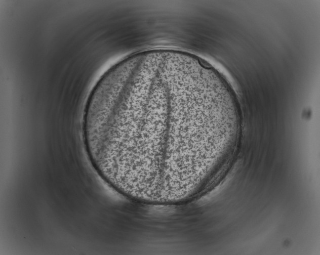 X0000102031333200808081803