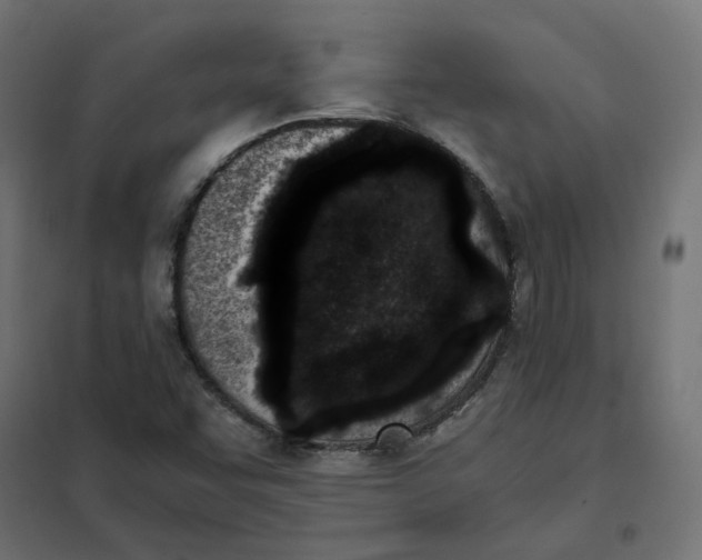 X0000102031455200808081801