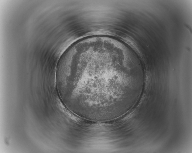 X0000102041228200807251407