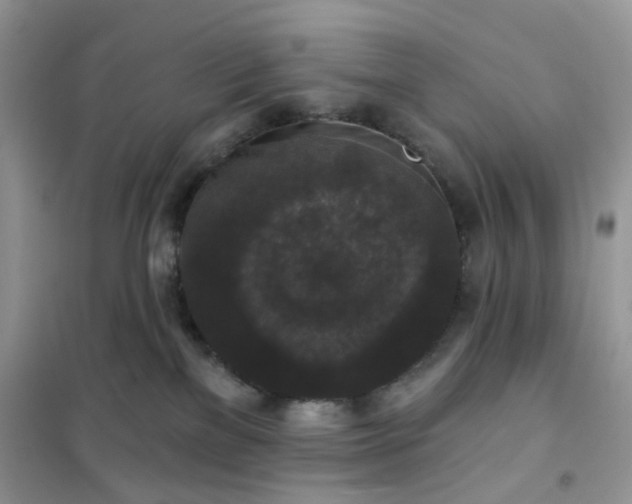 X0000102040137200808011519