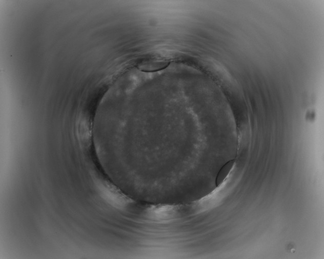 X0000102040186200808011519