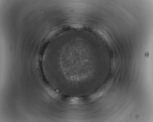 X0000102040229200808011518