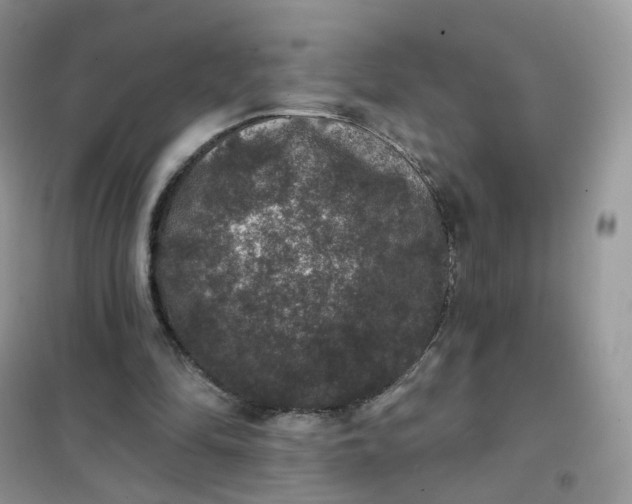 X0000102040294200808011517