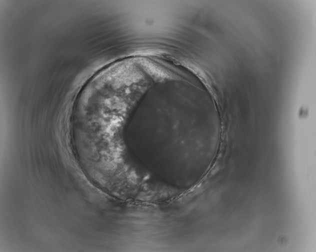 X0000102040337200808011515