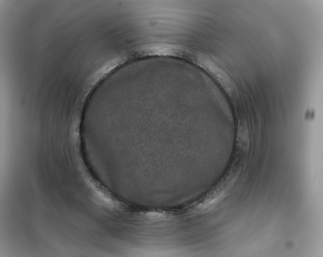 X0000102040394200808011515