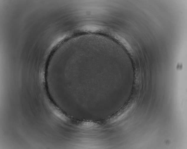 X0000102040399200808011515