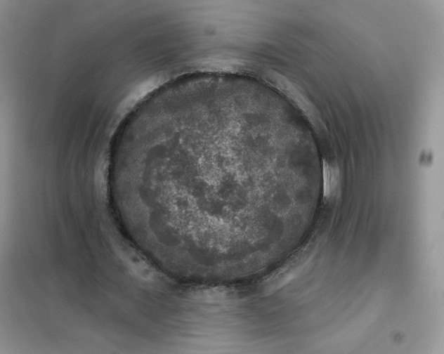 X0000102040675200808011511