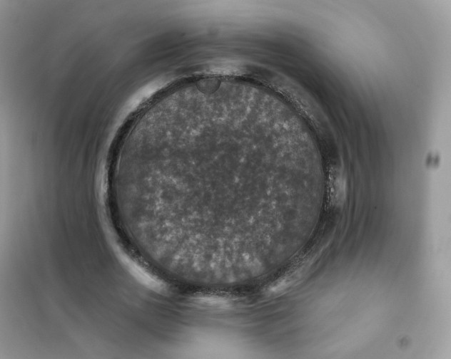 X0000102040726200808011509