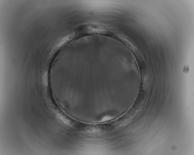 X0000102040729200808011509