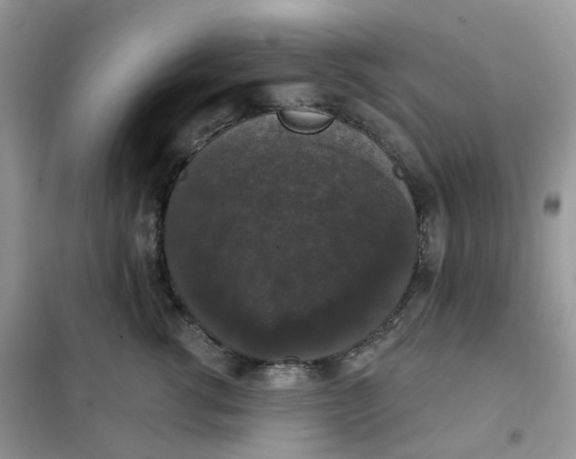 X0000102040762200808011510