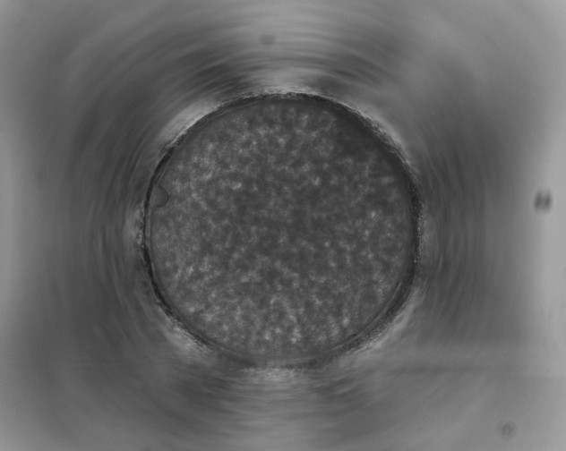 X0000102040785200808011509