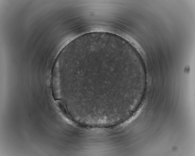 X0000102040993200808011506