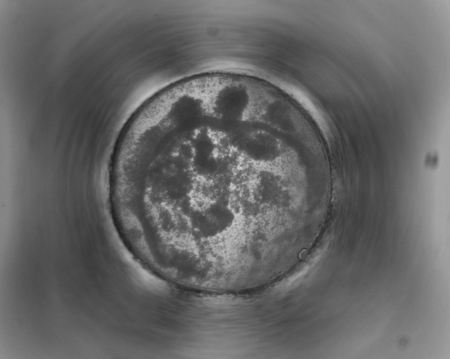 X0000102040999200808011506