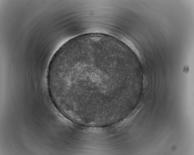 X0000102041068200808011505