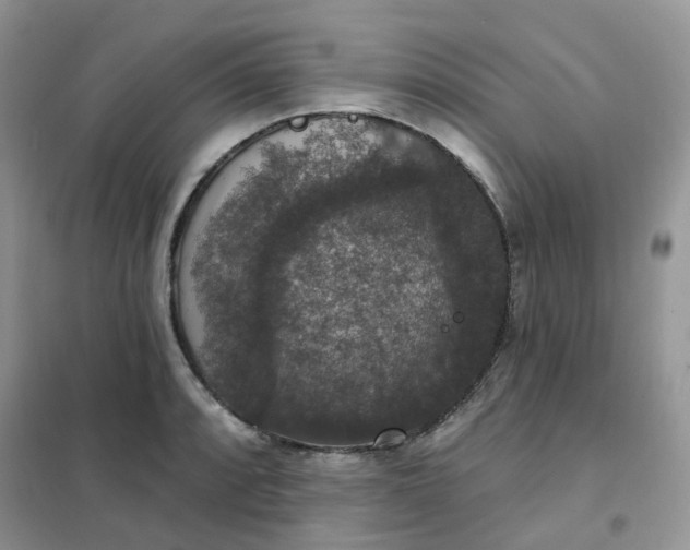 X0000102041088200808011505