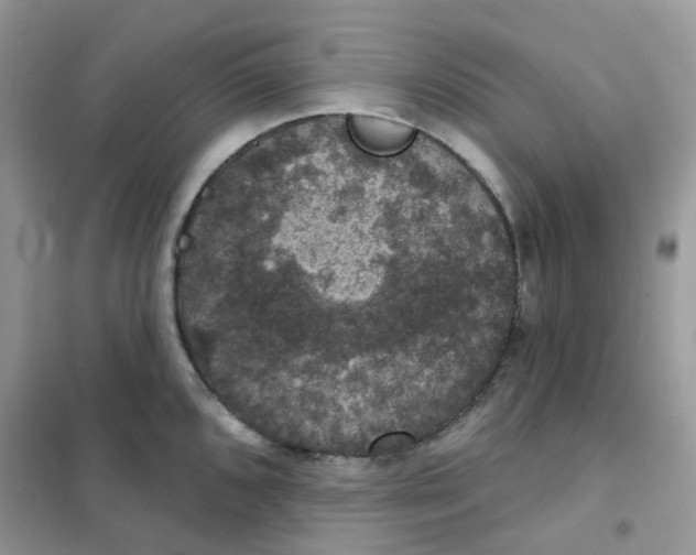 X0000102041096200808011505