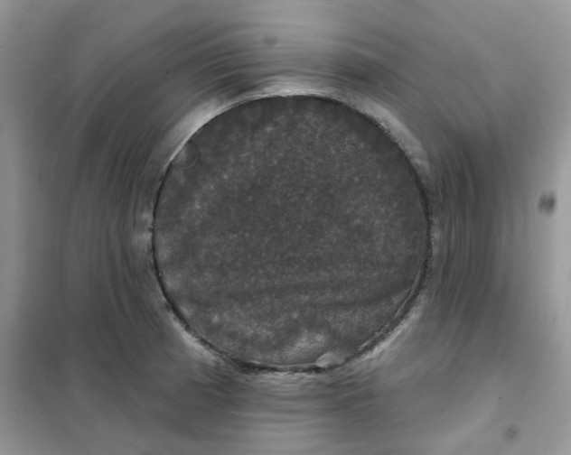 X0000102041185200808011503