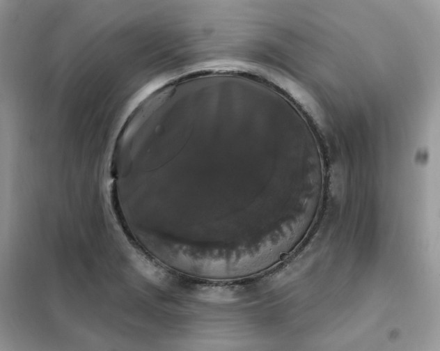 X0000102041229200808011503