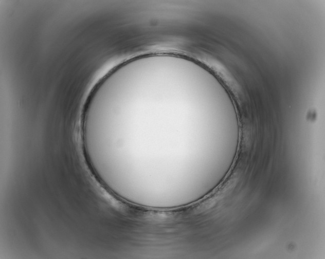 X0000102041286200808011502