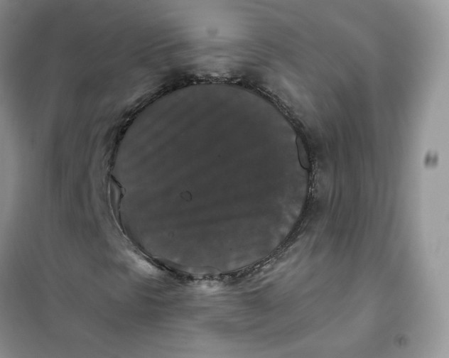 X0000102041297200808011501