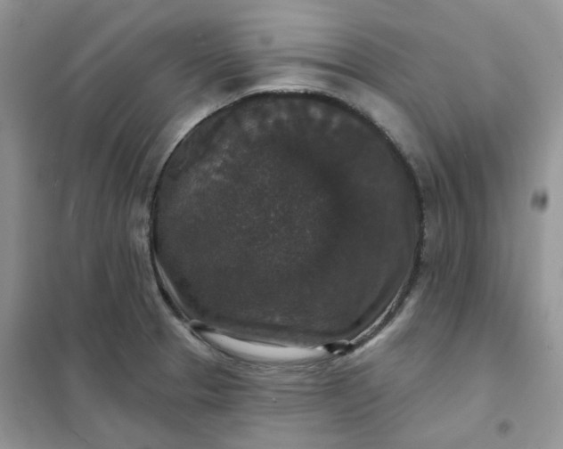 X0000102041329200808011501