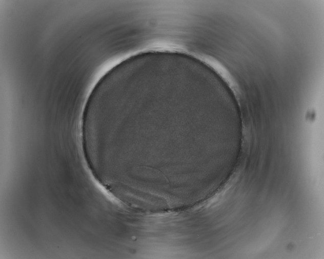 X0000102041335200808011502