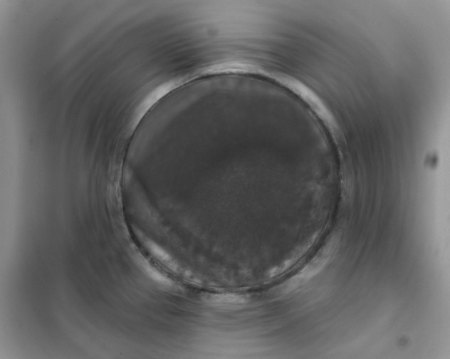 X0000102041337200808011502