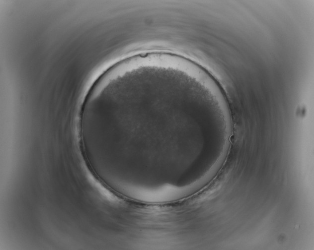 X0000102041527200808011459