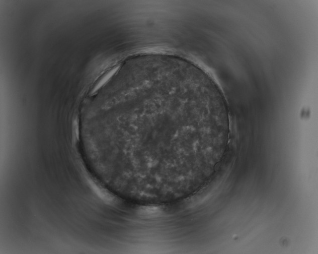 X0000102040061200808081844