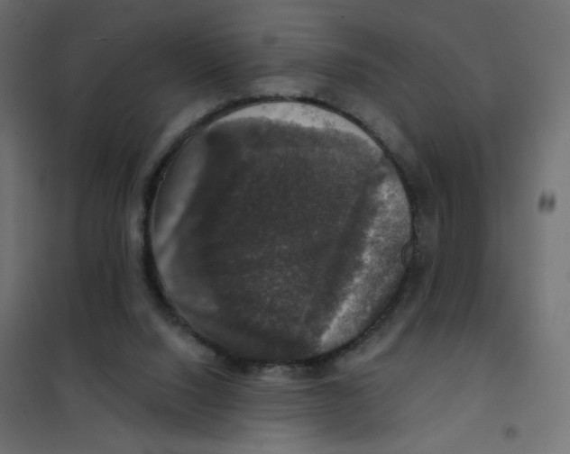 X0000102040064200808081844