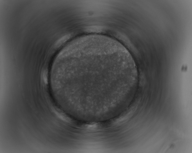 X0000102040068200808081844