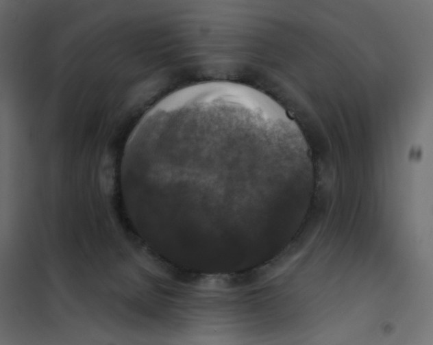 X0000102040080200808081845