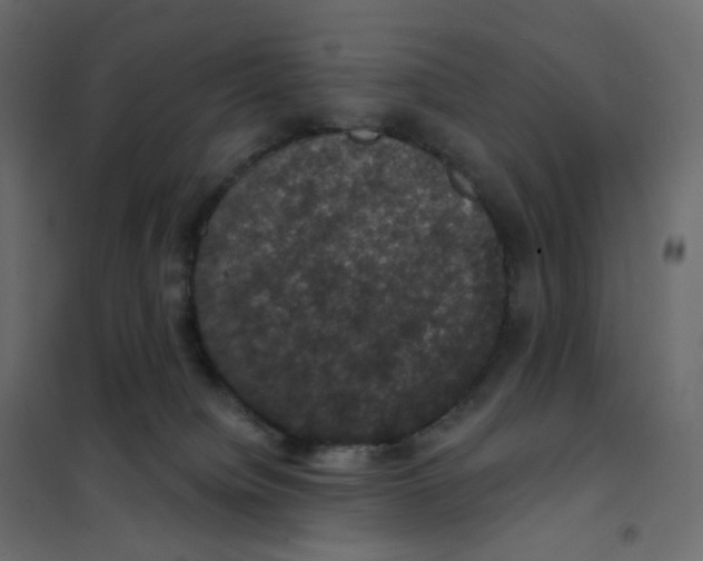 X0000102040084200808081845