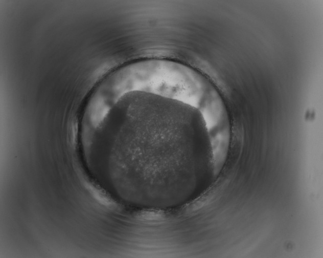 X0000102040110200808081844