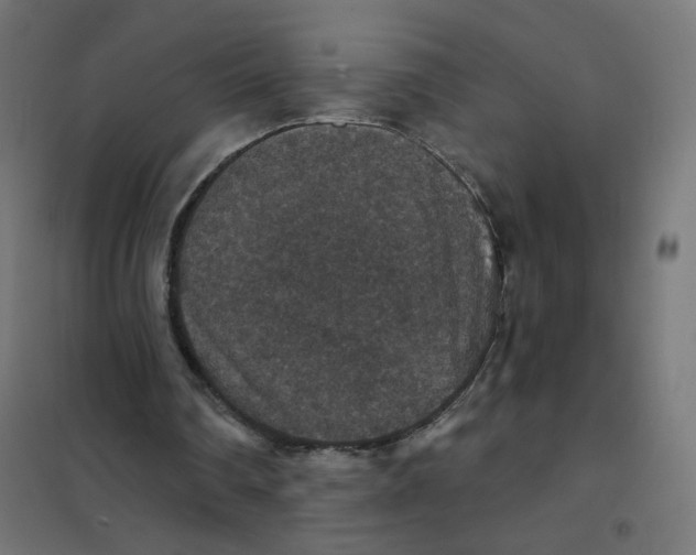 X0000102040290200808081841