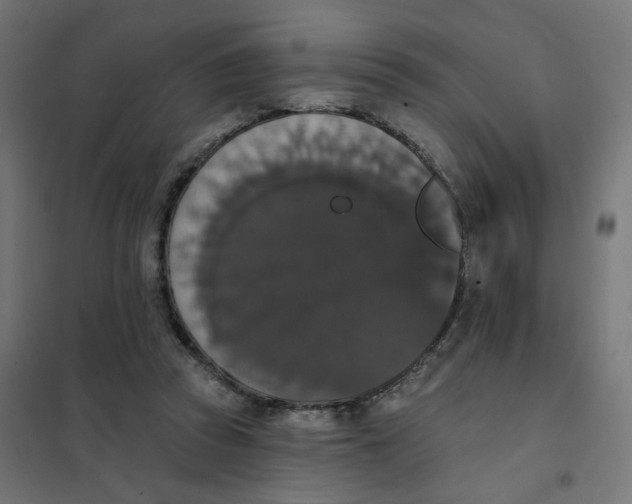 X0000102040353200808081840