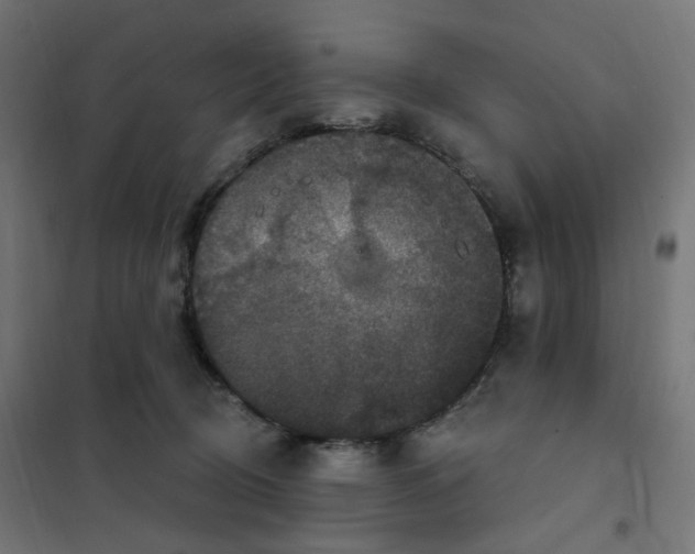 X0000102040370200808081840