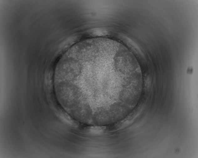 X0000102040373200808081840