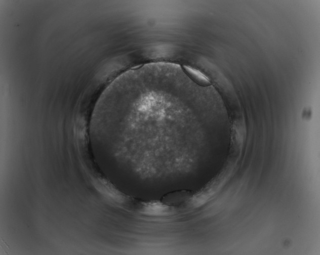 X0000102040380200808081840