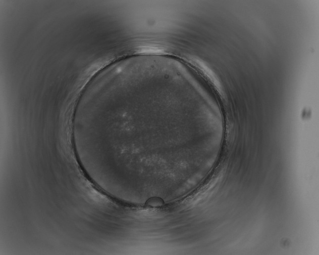 X0000102040385200808081840