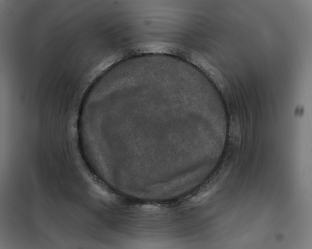 X0000102040394200808081840