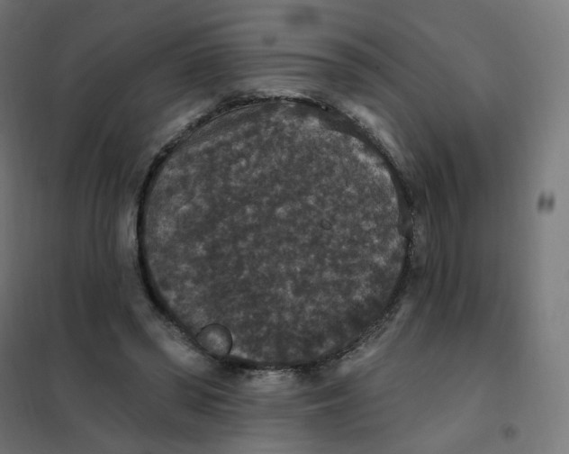 X0000102040398200808081840