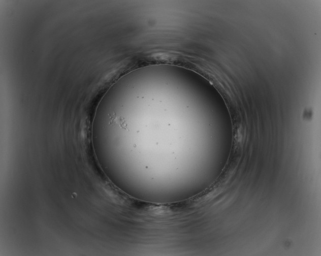 X0000102040424200808081839